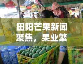 田阳芒果新闻聚焦，果业繁荣新篇章开启
